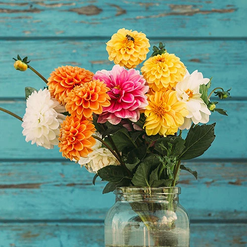 Chrysanthemum 'Garden Bloom' Collection 3 Chrysanthemum 'Garden Bloom' Collection - Image 3