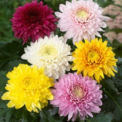 Chrysanthemum 'Garden Bloom' Collection 10 Chrysanthemum 'Garden Bloom' Collection -Garden Centre Store 400090 3