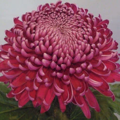 Chrysanthemum 'Garden Bloom' Collection 11 Chrysanthemum 'Garden Bloom' Collection -Garden Centre Store 400090 4