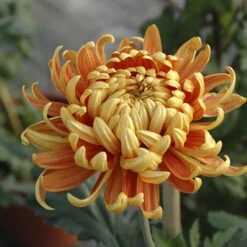 Chrysanthemum 'Garden Bloom' Collection 12 Chrysanthemum 'Garden Bloom' Collection -Garden Centre Store 400090 5