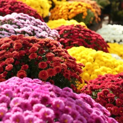 Chrysanthemum 'Garden Mums' Collection -Garden Centre Store 400161 2