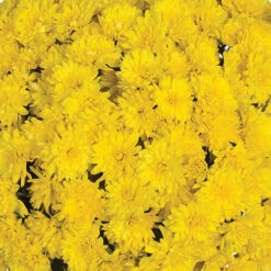 Chrysanthemum 'Garden Mums' Collection -Garden Centre Store 400161 3
