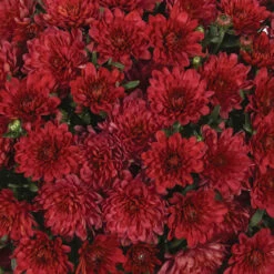 Chrysanthemum 'Garden Mums' Collection -Garden Centre Store 400161 4