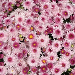 Chrysanthemum 'Garden Mums' Collection -Garden Centre Store 400161 5