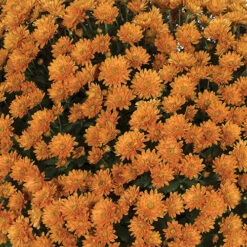 Chrysanthemum 'Garden Mums' Collection -Garden Centre Store 400161 6
