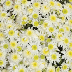 Chrysanthemum 'Garden Mums' Collection -Garden Centre Store 400161 7
