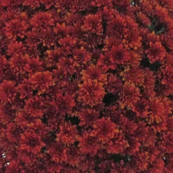 Chrysanthemum 'Garden Mums' Collection -Garden Centre Store 400161 8