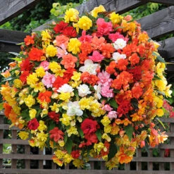 Begonia 'Super Cascade' Mix