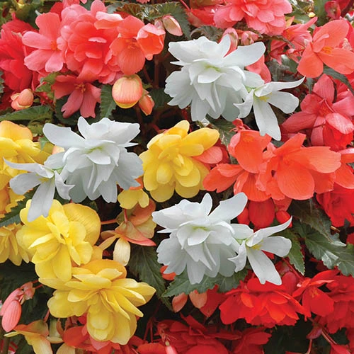 Begonia 'Super Cascade' Mix 2 Begonia 'Super Cascade' Mix - Image 2