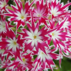 Phlox 'Popstars' Mix -Garden Centre Store 400548 2