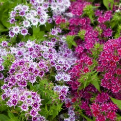 Phlox 'Popstars' Mix -Garden Centre Store 400548 3