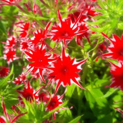 Phlox 'Popstars' Mix -Garden Centre Store 400548 4