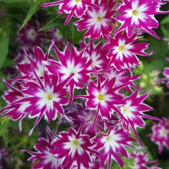 Phlox 'Popstars' Mix -Garden Centre Store 400548 5