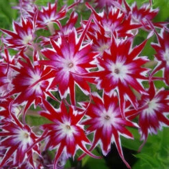 Phlox 'Popstars' Mix -Garden Centre Store 400548 6