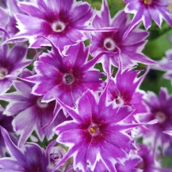 Phlox 'Popstars' Mix -Garden Centre Store 400548 7