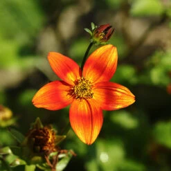 Bidens 'Hawaiian Flare' -Garden Centre Store 400551 2