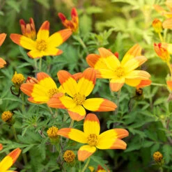 Bidens 'Hawaiian Flare' -Garden Centre Store 400551 3
