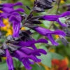 Salvia 'Amistad'