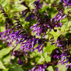 Salvia 'Amistad' -Garden Centre Store 400667 2