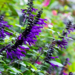 Salvia 'Amistad' -Garden Centre Store 400667 3