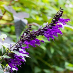 Salvia 'Amistad' -Garden Centre Store 400667 4