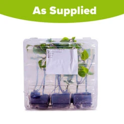 Salvia 'Amistad' -Garden Centre Store 400667 5