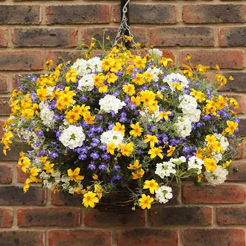 'Sherbet Lemon' Hanging Basket Plug Plants 2 'Sherbet Lemon' Hanging Basket Plug Plants - Image 2