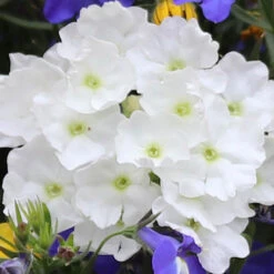 'Sherbet Lemon' Hanging Basket Plug Plants 8 'Sherbet Lemon' Hanging Basket Plug Plants -Garden Centre Store 400762 2