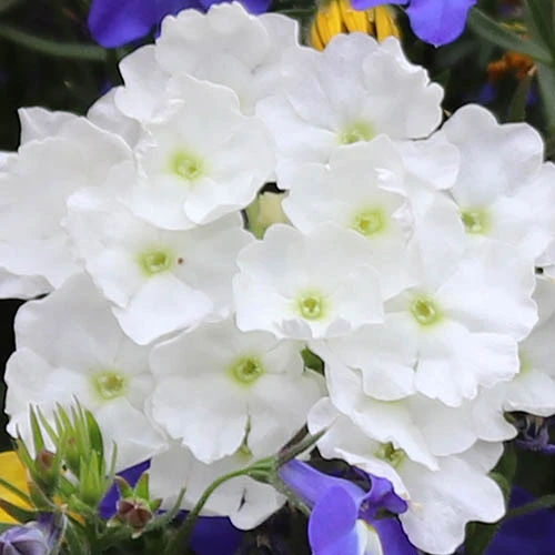 'Sherbet Lemon' Hanging Basket Plug Plants 3 'Sherbet Lemon' Hanging Basket Plug Plants - Image 3