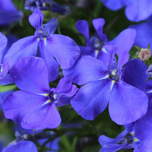 'Sherbet Lemon' Hanging Basket Plug Plants 4 'Sherbet Lemon' Hanging Basket Plug Plants - Image 4