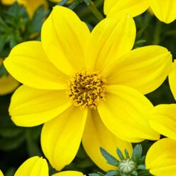 'Sherbet Lemon' Hanging Basket Plug Plants 10 'Sherbet Lemon' Hanging Basket Plug Plants -Garden Centre Store 400762 4