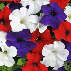 'Patriotic Petunia' Hanging Basket Plug Plants