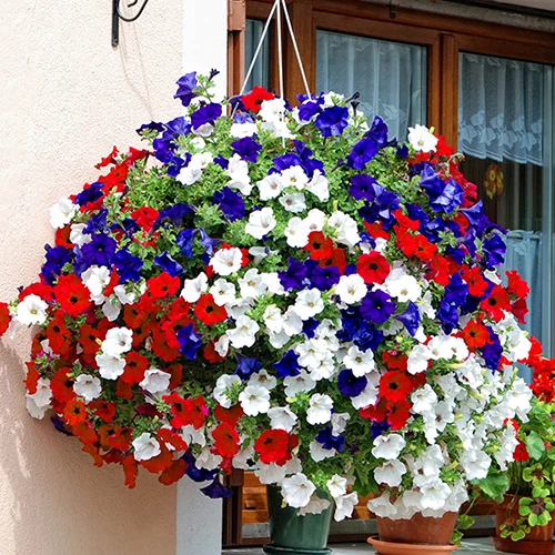 'Patriotic Petunia' Hanging Basket Plug Plants 2 'Patriotic Petunia' Hanging Basket Plug Plants - Image 2