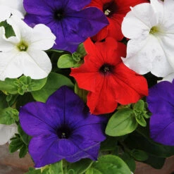 'Patriotic Petunia' Hanging Basket Plug Plants 9 'Patriotic Petunia' Hanging Basket Plug Plants -Garden Centre Store 400763 2