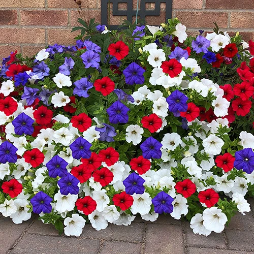 'Patriotic Petunia' Hanging Basket Plug Plants 4 'Patriotic Petunia' Hanging Basket Plug Plants - Image 4