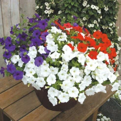 'Patriotic Petunia' Hanging Basket Plug Plants 11 'Patriotic Petunia' Hanging Basket Plug Plants -Garden Centre Store 400763 4