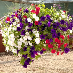 'Patriotic Petunia' Hanging Basket Plug Plants 12 'Patriotic Petunia' Hanging Basket Plug Plants -Garden Centre Store 400763 5