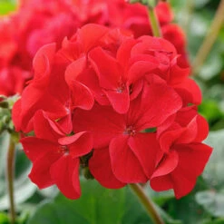Geranium Summer Lovers