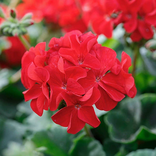 Geranium Summer Lovers 4 Geranium Summer Lovers - Image 4