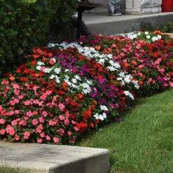 Busy Lizzie 'Beacon' -Garden Centre Store 400804 2