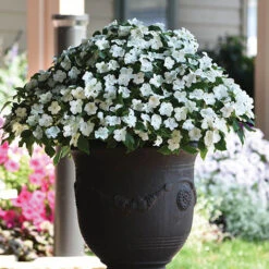 Busy Lizzie 'Beacon' -Garden Centre Store 400804 5