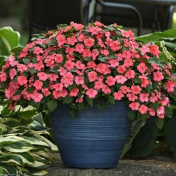 Busy Lizzie 'Beacon' -Garden Centre Store 400804 6