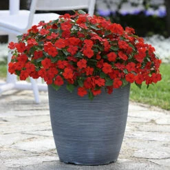 Busy Lizzie 'Beacon' -Garden Centre Store 400804 7