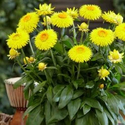 Everlasting Flower Xerochrysum Granvia Gold - Crispy Touch -Garden Centre Store 400841 2