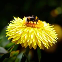 Everlasting Flower Xerochrysum Granvia Gold - Crispy Touch -Garden Centre Store 400841 3