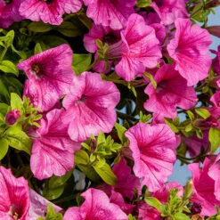 Surfinia Petunia Collection -Garden Centre Store 400881 2