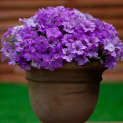 Surfinia Petunia Collection -Garden Centre Store 400881 3