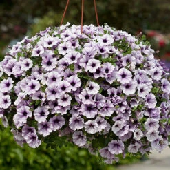 Surfinia Petunia Collection -Garden Centre Store 400881 7