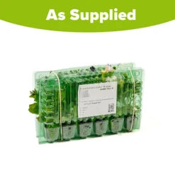 Surfinia Petunia Collection -Garden Centre Store 400881 8