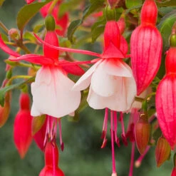 Complete Hardy Fuchsia Collection -Garden Centre Store 400947 2